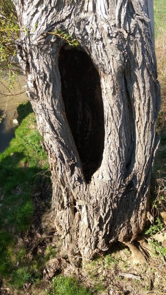 Baum mit Loch