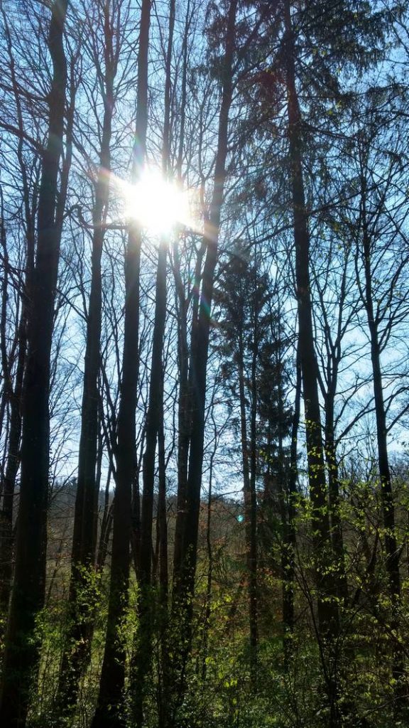 Sonne leuchtet durch Bäume