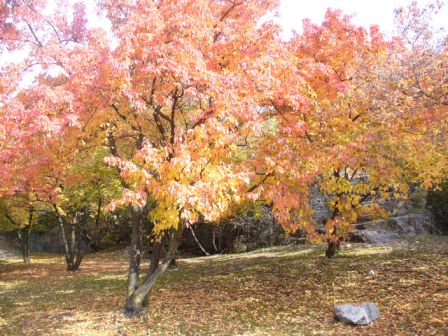 Baum im Herbst mit bunten Blättern